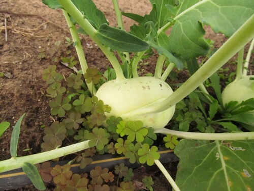 אוריגני - חווה אורגנית